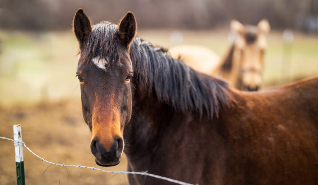 two horses with fence