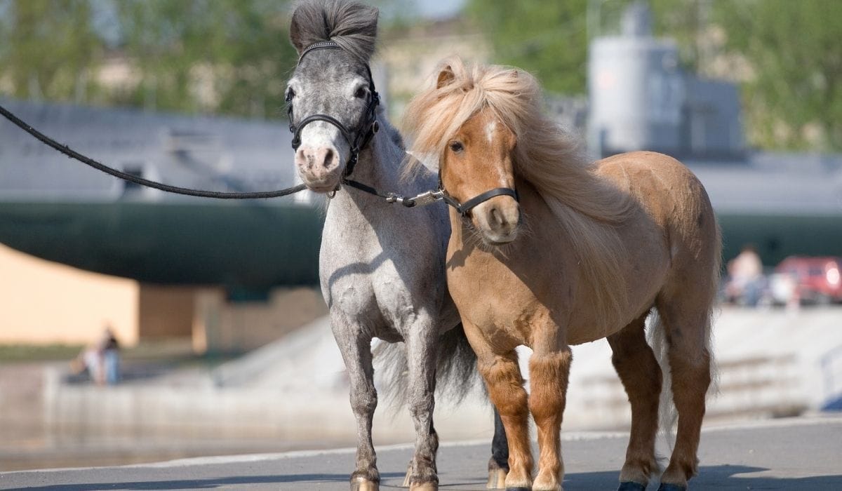 twee minipaardjes om in te schepen