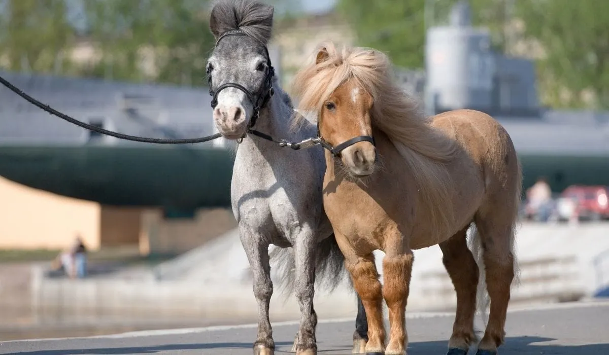 two mini horses to be embark