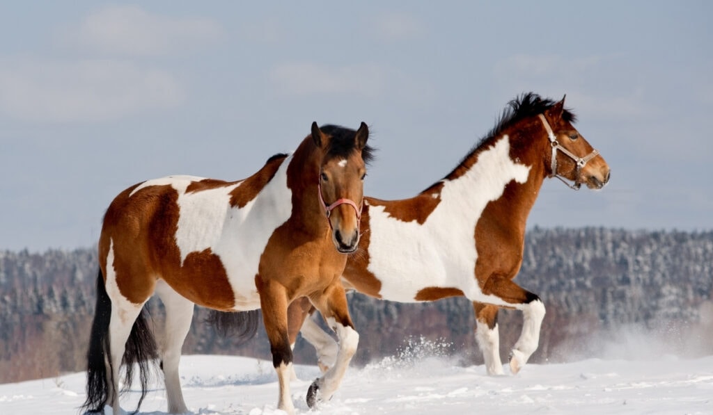 two pinto horses