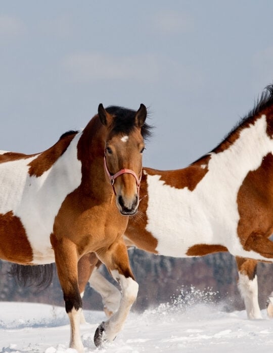 two-pinto-horses