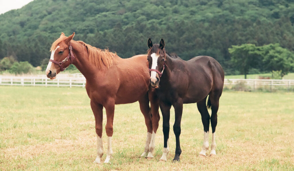 two standing horses on the farm 