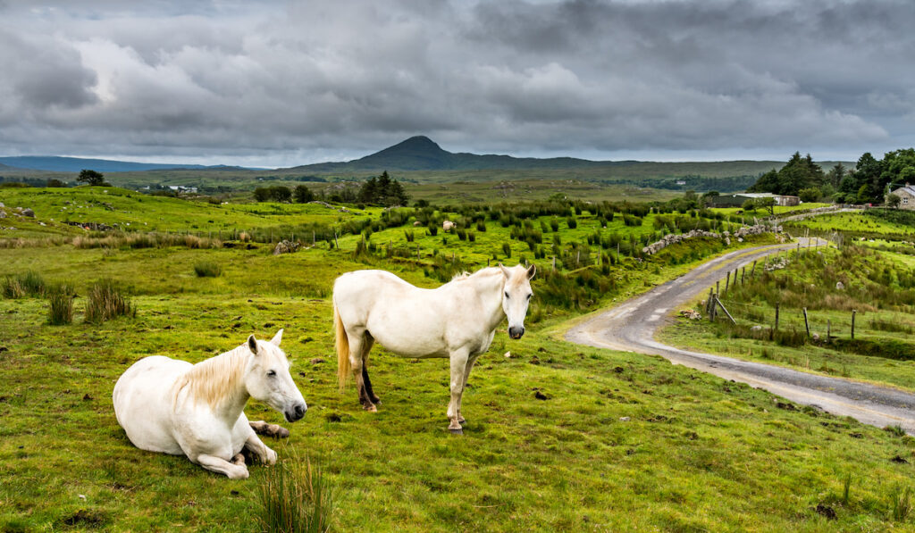 two white connemara ponies in a cloudy open field