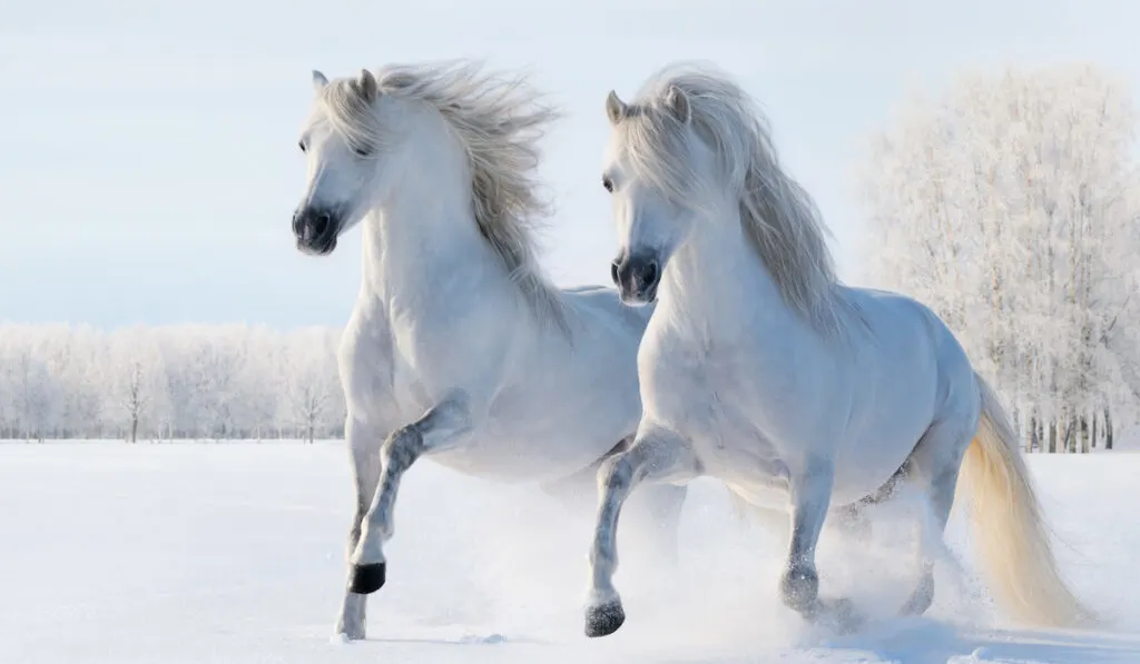 two white horses running on snow