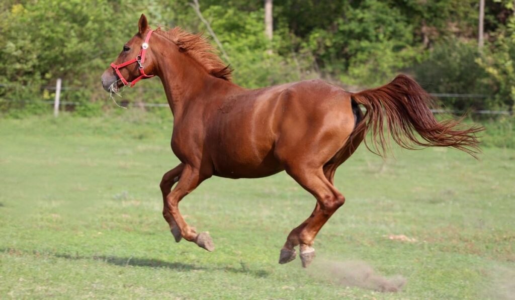 two year old filly