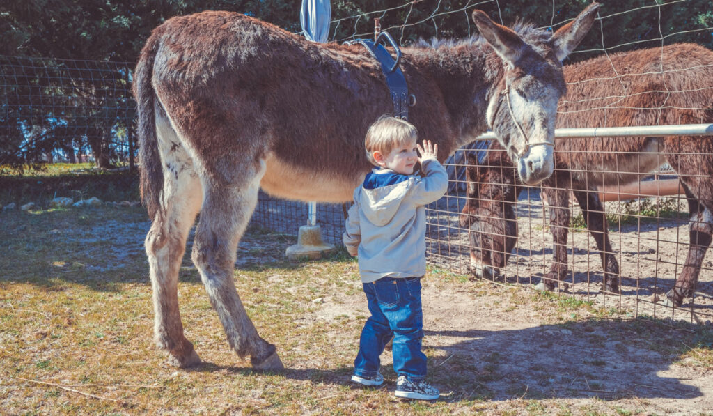 two years old, is standing near a trained donkey