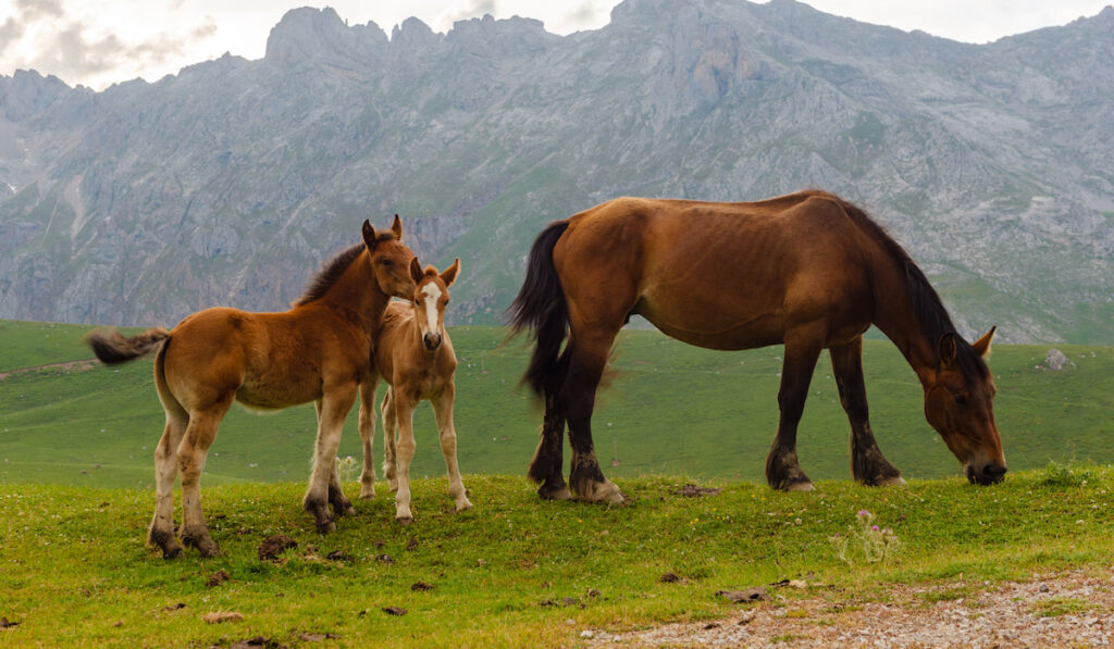 two young foal and their mum