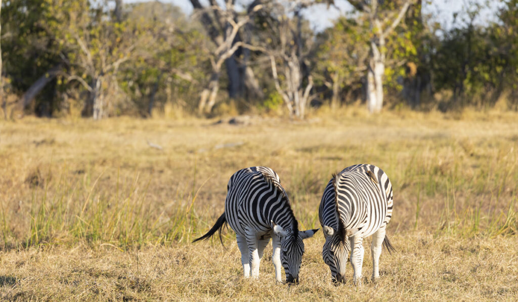 two zebras grazing on grass