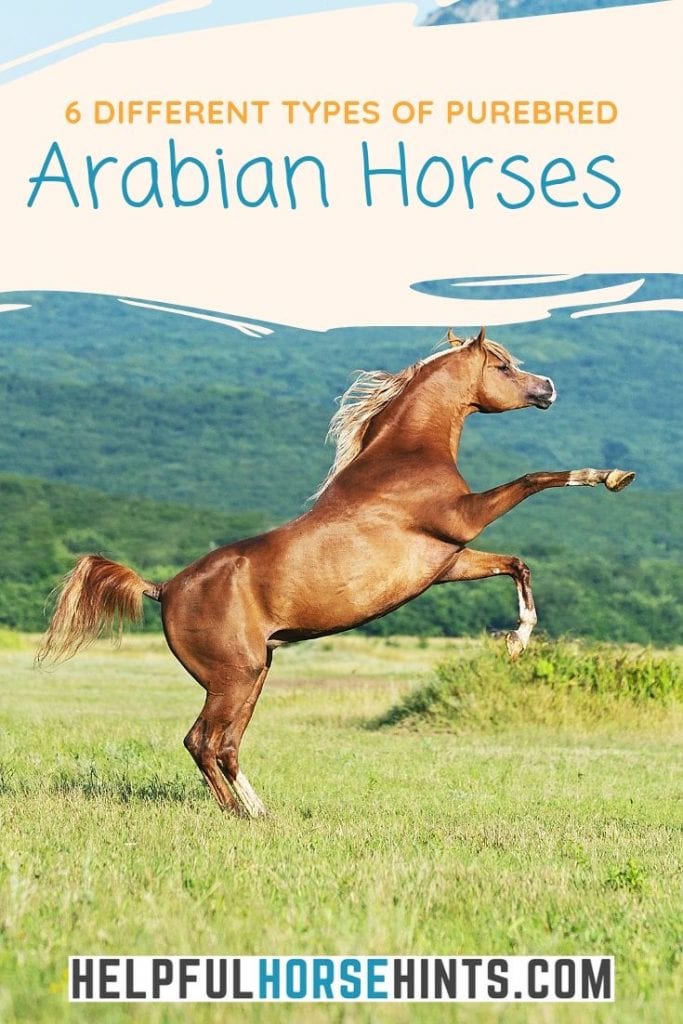 Pinterest pin - 6 Main Types of Purebred Arabian Horses