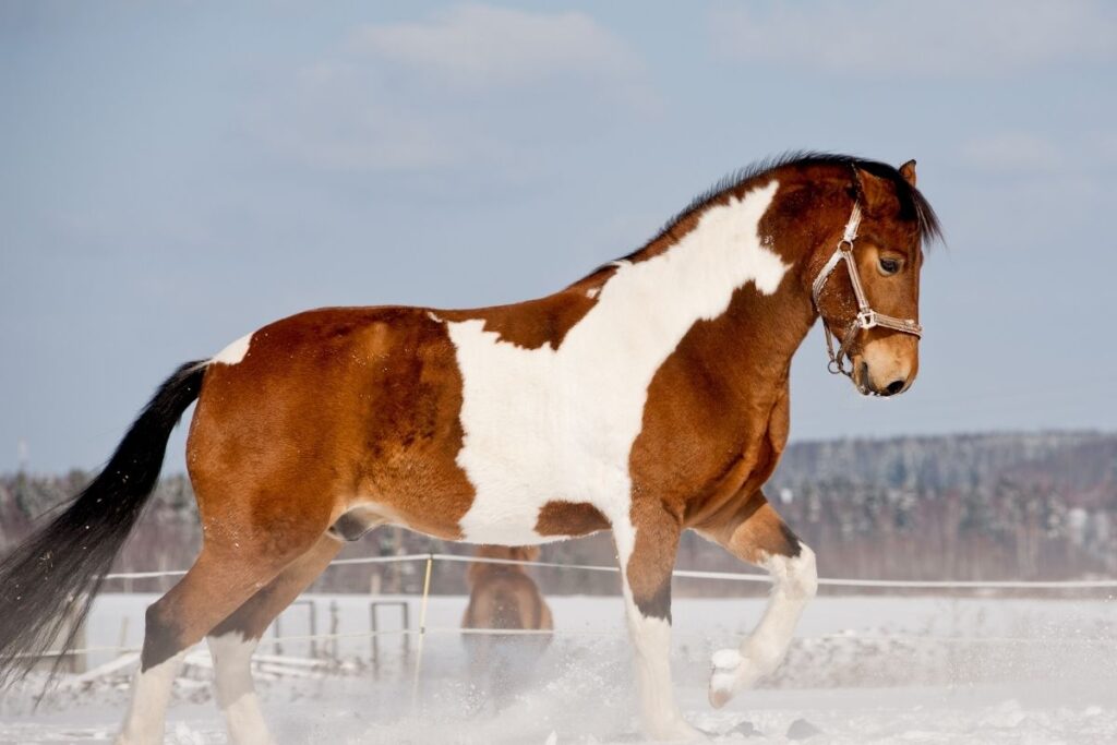 types of horses - american paint horse running on winter field