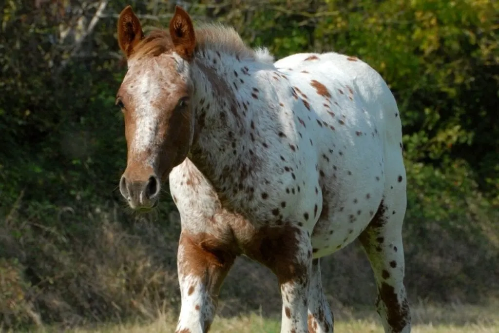standing chestnut appaloosa in the farmyard