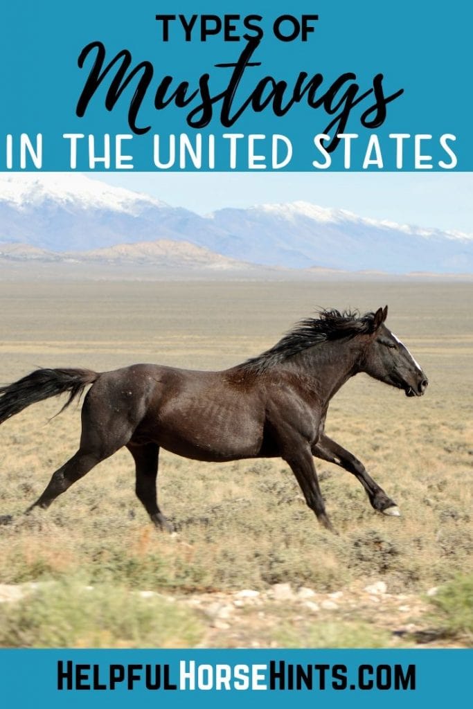 Pinterest Pin - Types of Mustangs In the United States