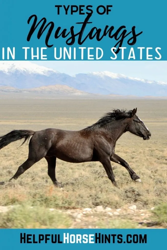 Pinterest Pin - Types of Mustangs In the United States