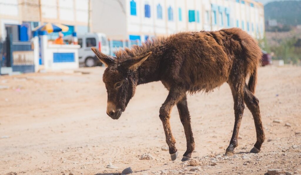 underweight donkey