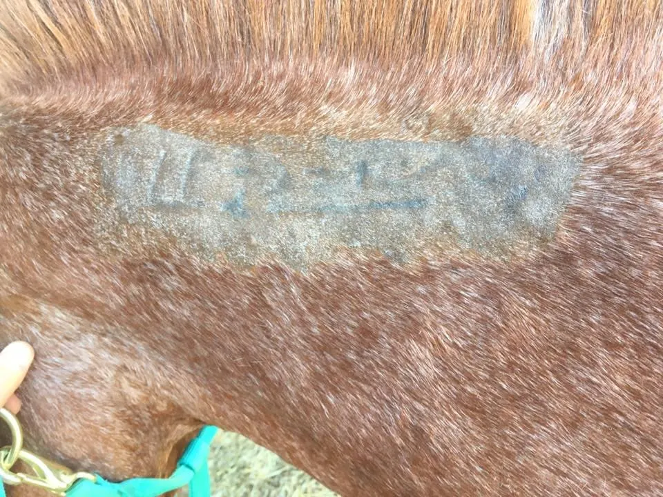Unreadable brand blm on mustang horse