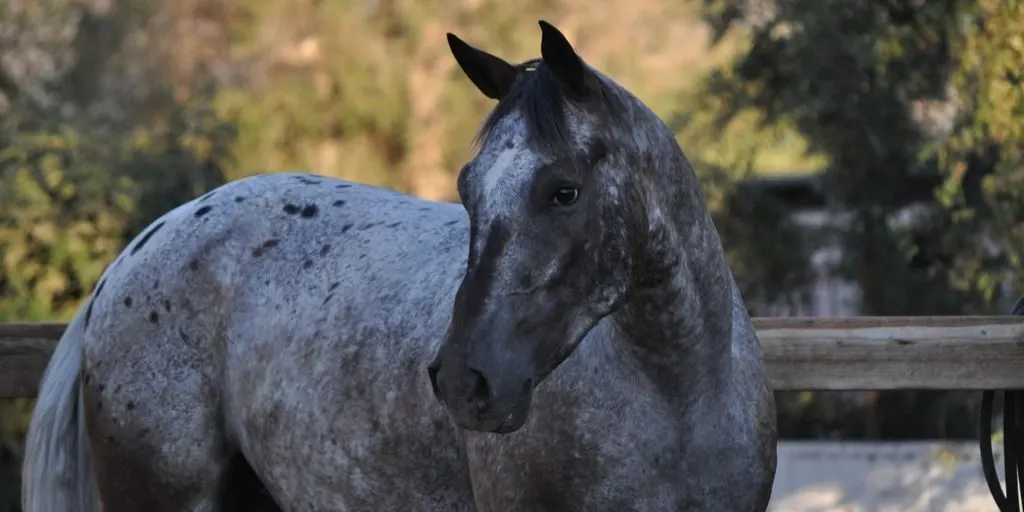This Varnish Roan Appaloosa does NOT have the roan gene. 