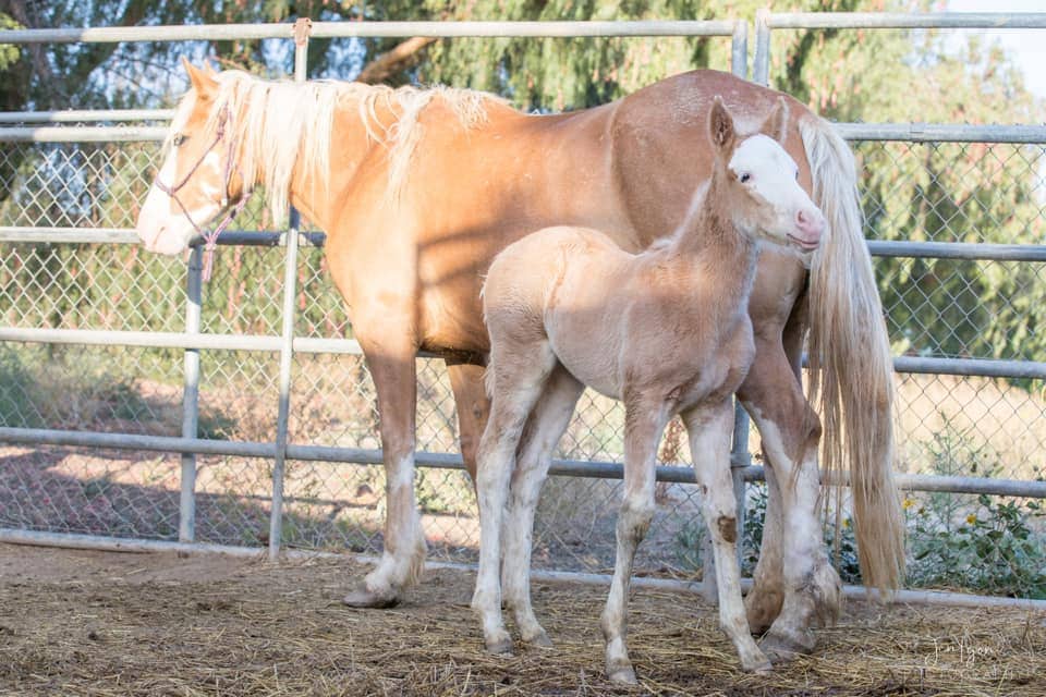 Palomino horse and foal in paddock