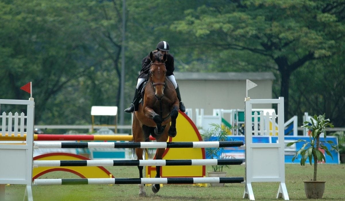 Horse Jump Types Helpful Horse Hints