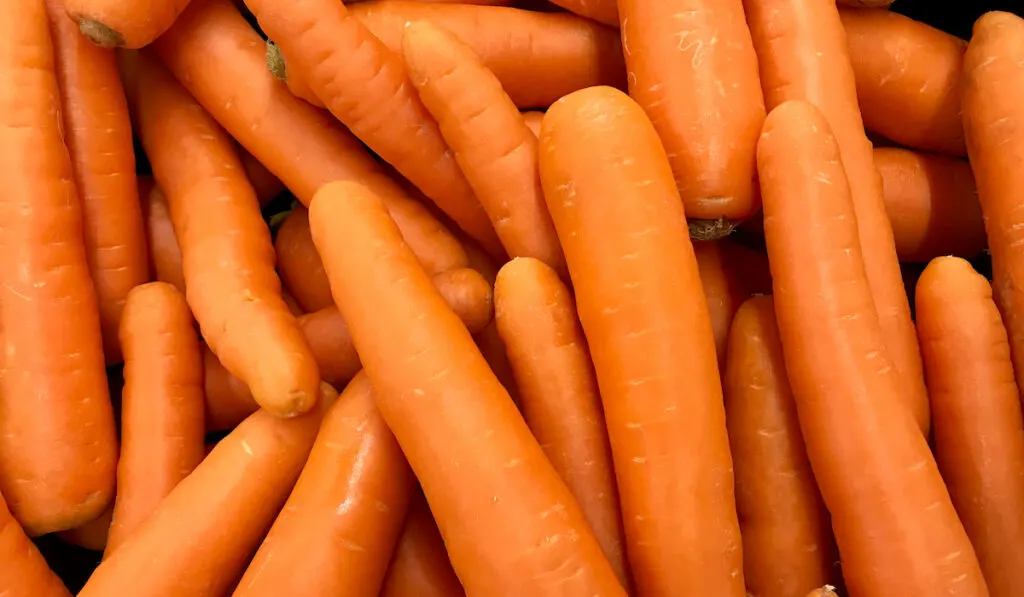 very large horse carrots