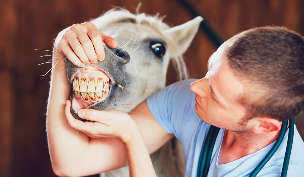 vet checking horse teeth