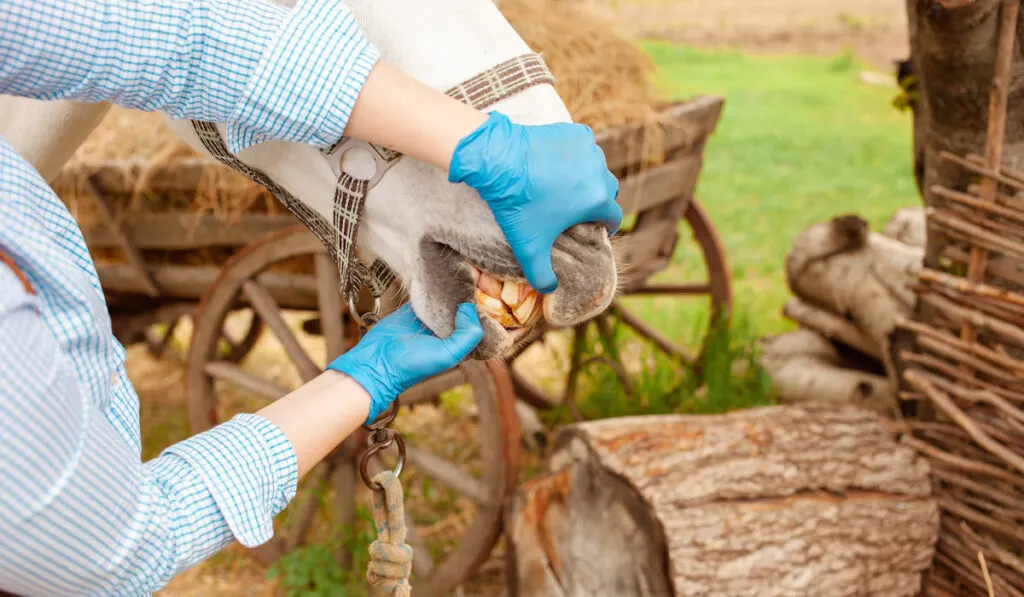 vet checking horse teeth on the farm