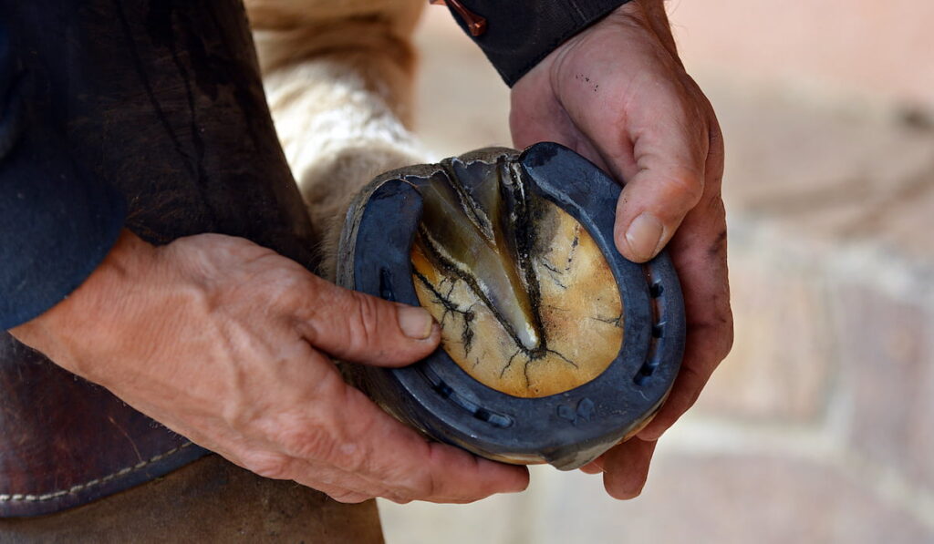 vet examining a horses foot