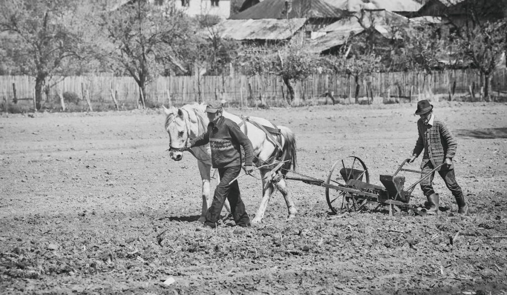 vintage picture of Farmers with horse-drawn drill working the field 