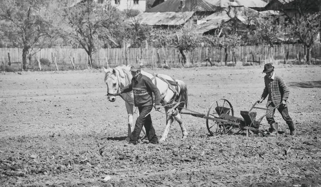 vintage picture of Farmers with horse-drawn drill working the field