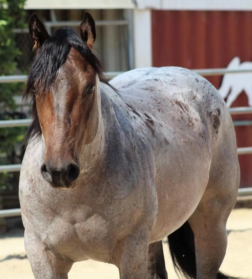 Bay Roan BLM Mustang in pen