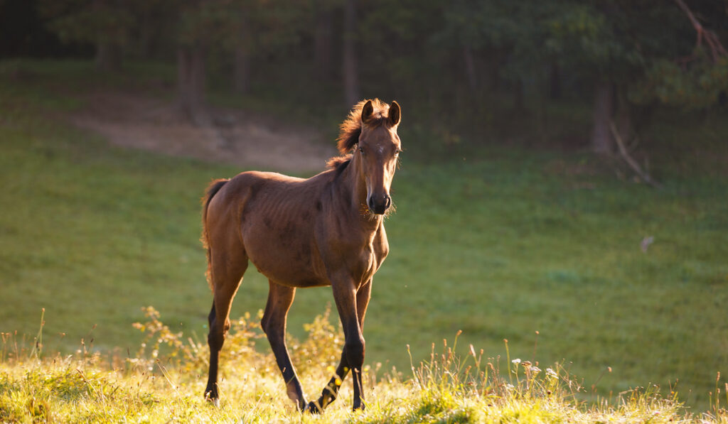 warmblood foal running in the meadow