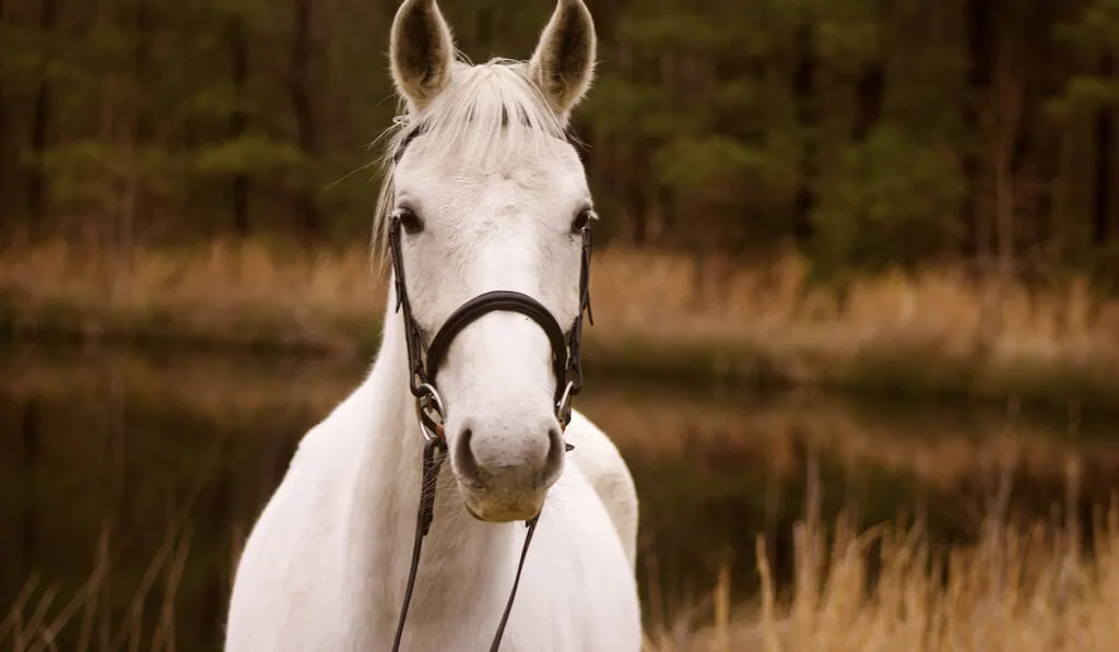 waterloop reins on white horse