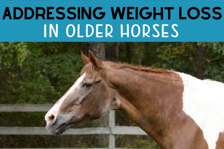 Tips for Putting Weight on Senior Horses Dental Care, Forage, and Supplements Helpful Horse