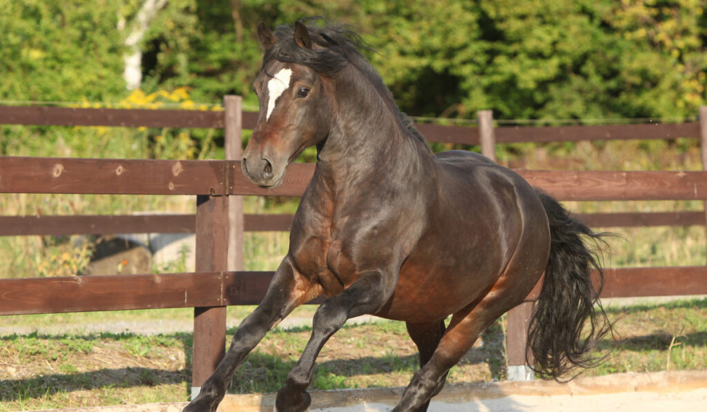 welsh cob running on the sand