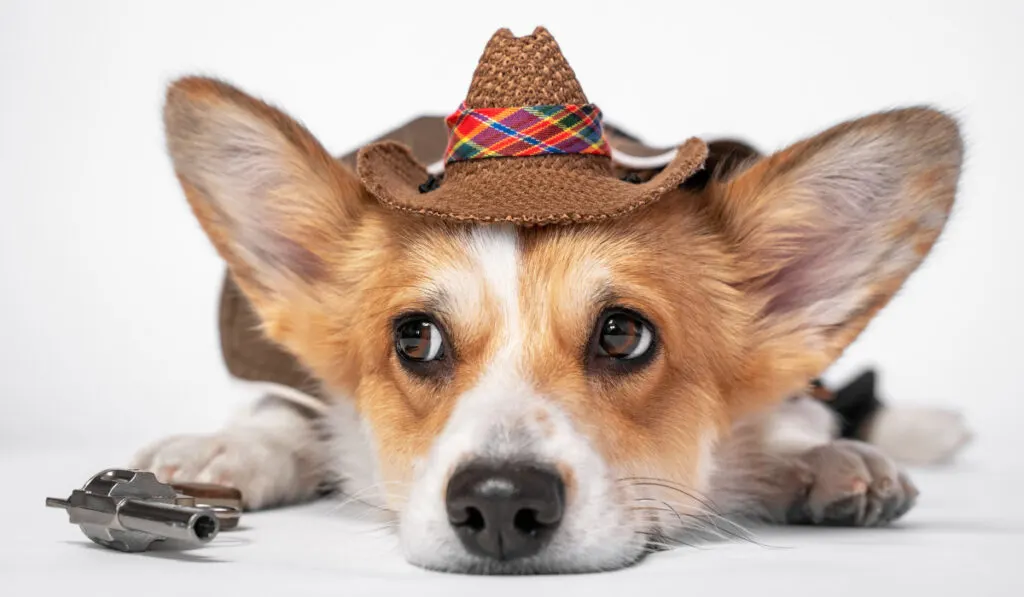 welsh corgi pembroke or cardigan in cool cowboy costume