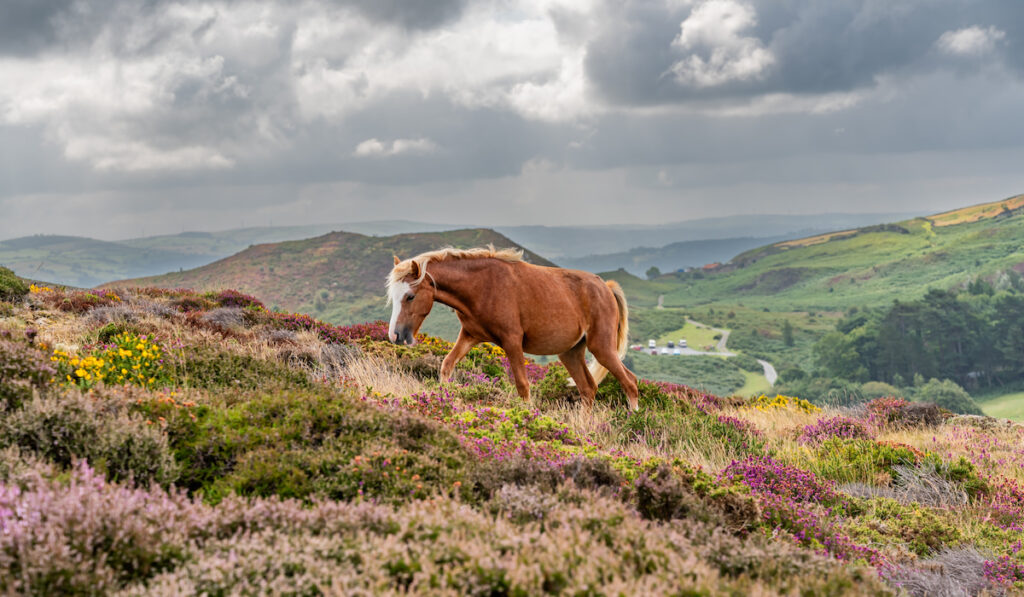 welsh pony on the hillside