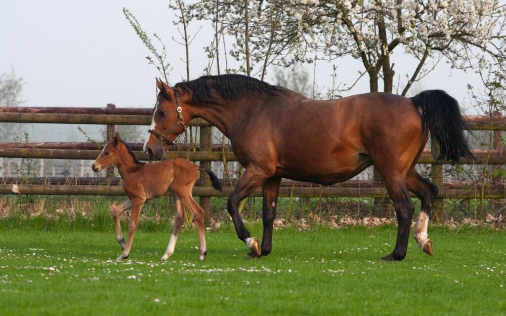 Westphalian mare and foal