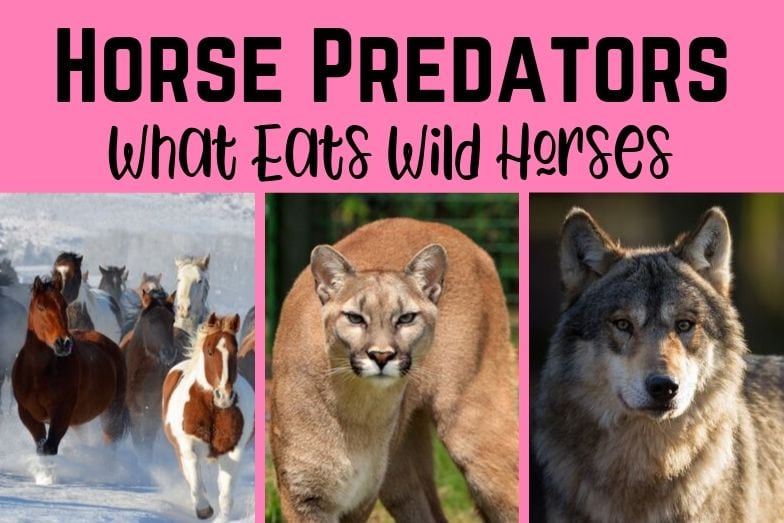 Horse Predators A Look At What Eats Horses In The Wild Helpful Horse Hints