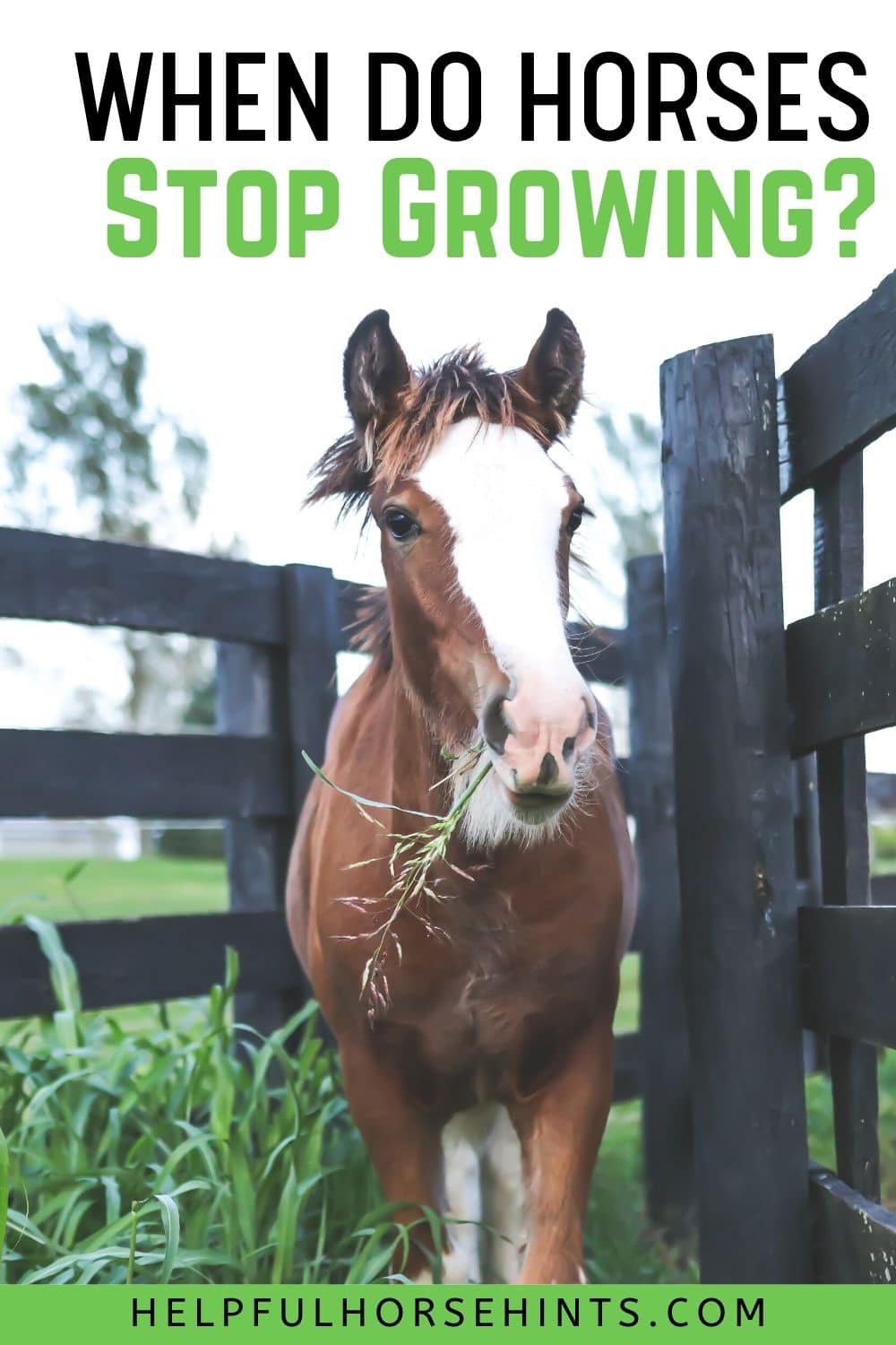 When Do Horses Stop Growing? Helpful Horse Hints