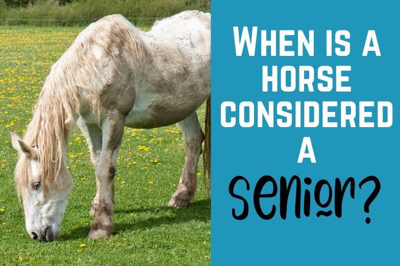 When Is A Horse Considered A Senior? Caring for your Older Horse