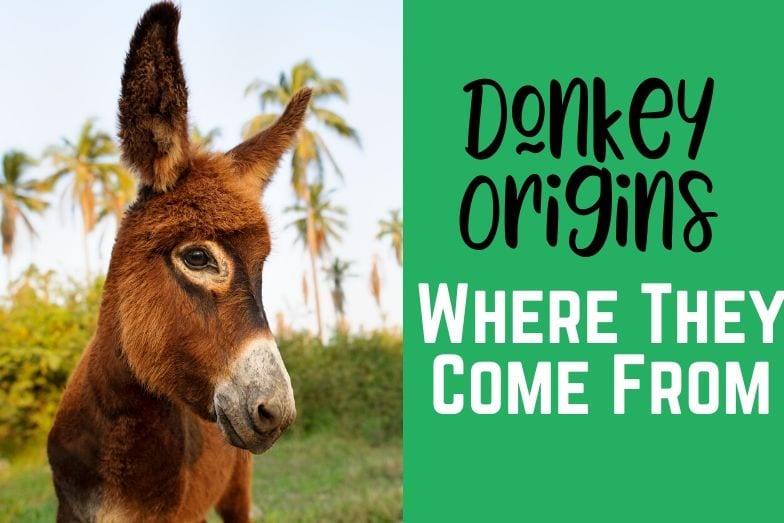 The Origins of Donkeys A Look at Where They Come From Helpful Horse