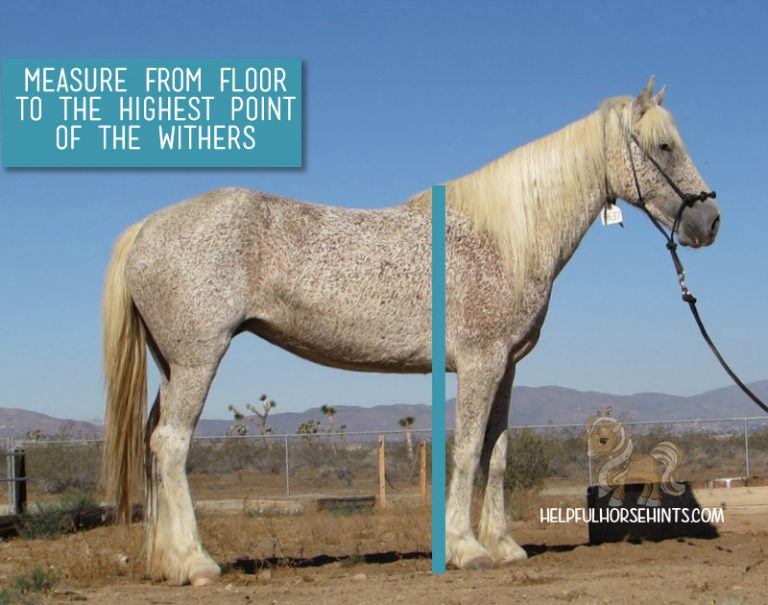 Measuring Horse Height in Hands with Chart Helpful Horse Hints