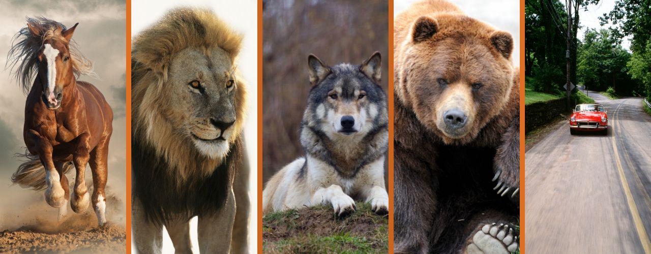 How fast is a lion 3 Considering Speed: Wolf, Lion, Bear or Car - Which Can A Horse Outrun? - Helpful Horse Hints