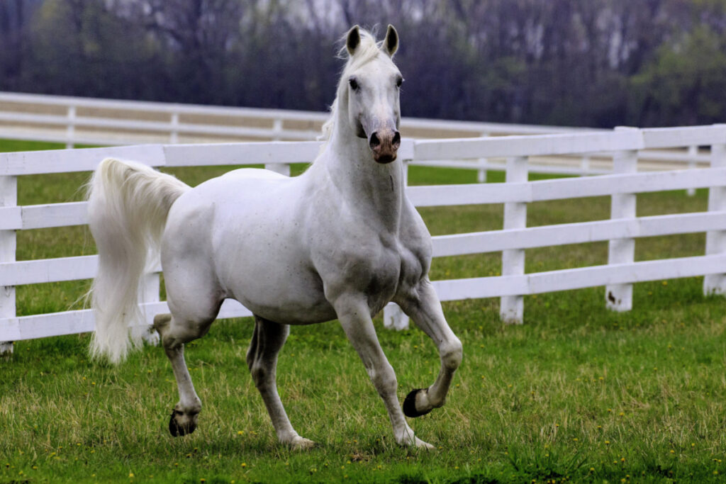 white Lipizzan horse galloping in the field with fence