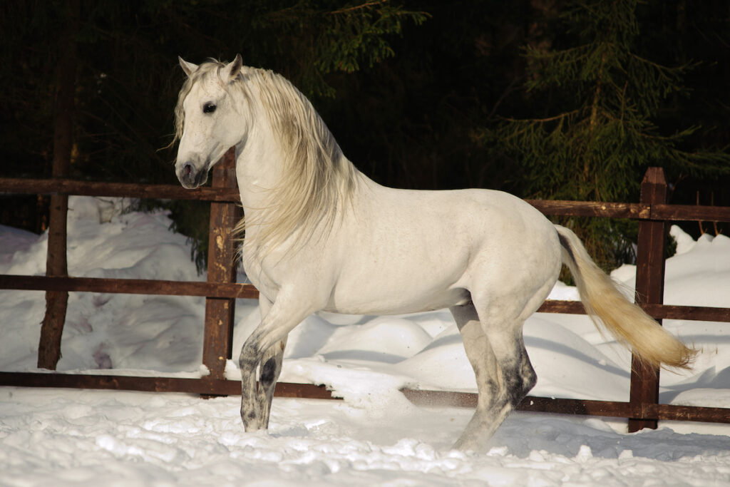 white andalusian horse in winter