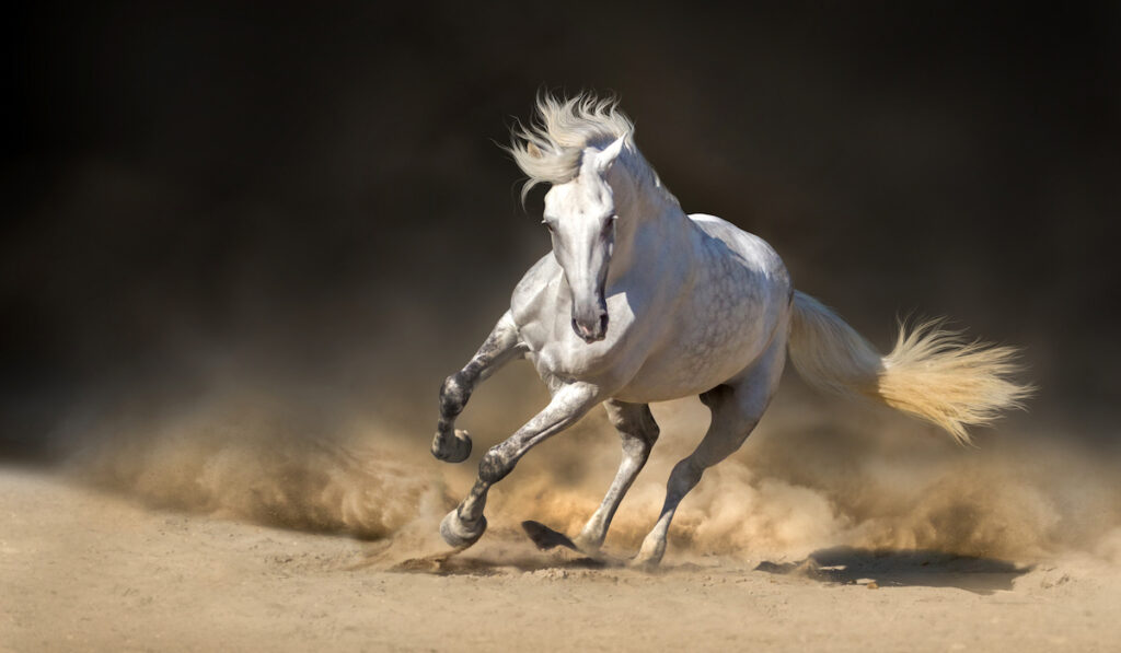 white andalusian horse