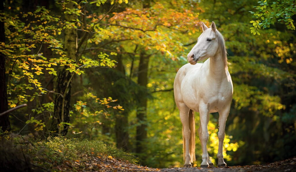 white arabian horse