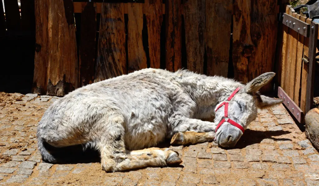 donkey sleeps in the ground