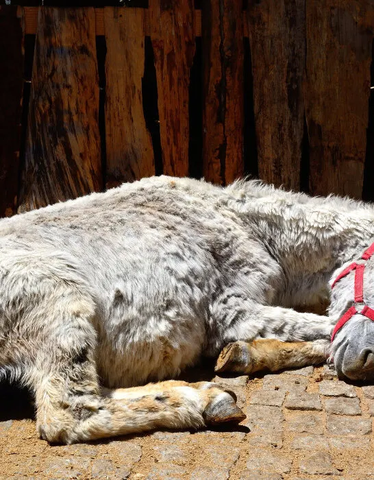 donkey sleeps in a meadow with a wooden hut