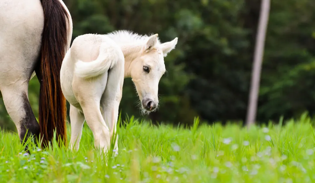 white foal