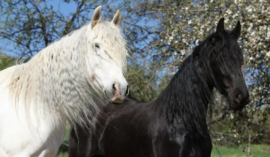 white friesian horse